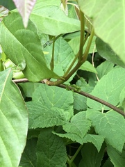 Toxicodendron radicans