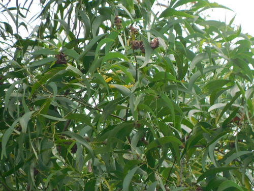 Acacia auriculiformis observed 2026-10-22