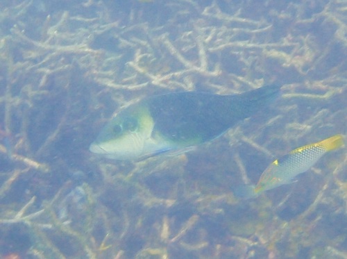 Hemigymnus melapterus observed 2026-10-24