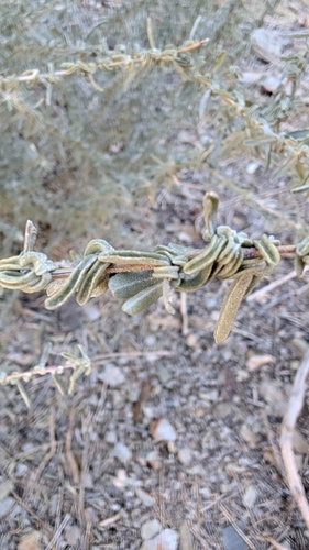 Fourwing Saltbush
