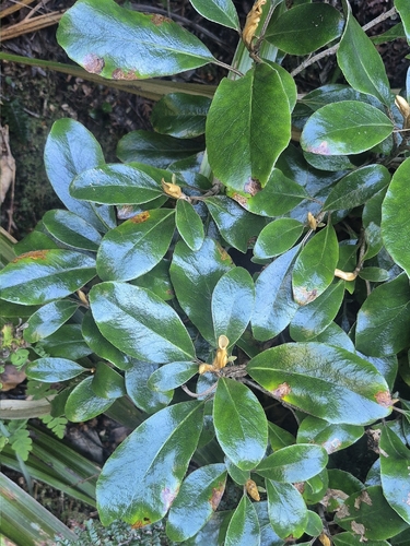 Brachyglottis elaeagnifolia observed 2026-10-25
