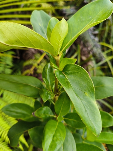Coprosma robusta observed 2026-10-26