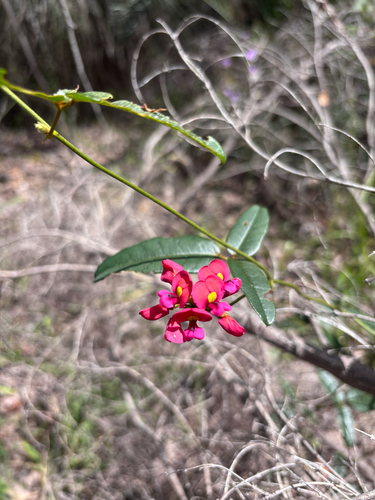 Kennedia coccinea observed 2026-10-26