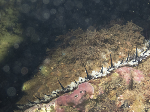 Haliotis corrugata observed 2026-10-25