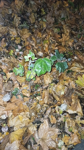 Populus alba, 2026-10-26
