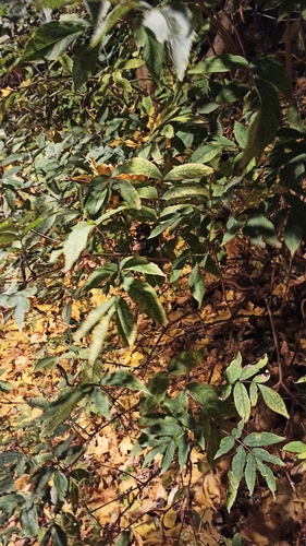 Sambucus racemosa observed 2026-10-26