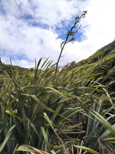 Phormium, 2026-10-26