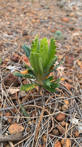 Banksia sessilis observed 2026-10-26