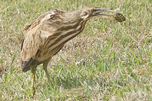 Botaurus lentiginosus observed 2026-10-25