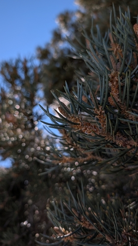 Pinus monophylla observed 2026-10-25