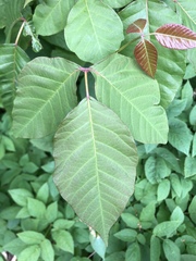 Toxicodendron radicans