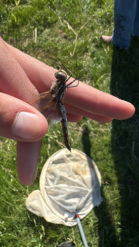 Variegated Meadowhawk