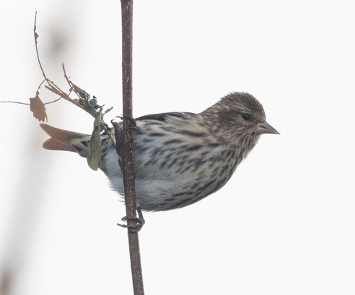Pine Siskin