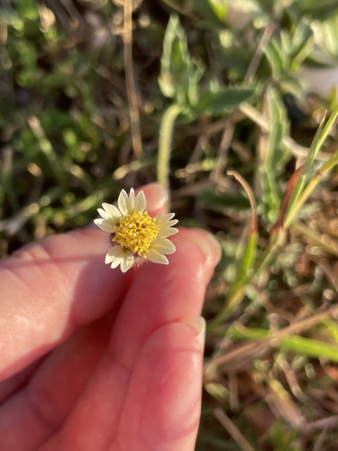 Tridax procumbens observed 2026-10-25