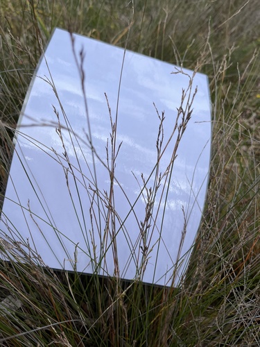 Lepidosperma observed 2026-10-26