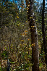 Amelanchier × intermedia