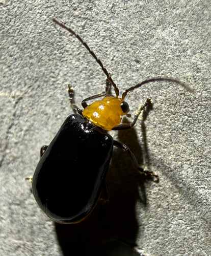 Aulacophora, 2026-10-25