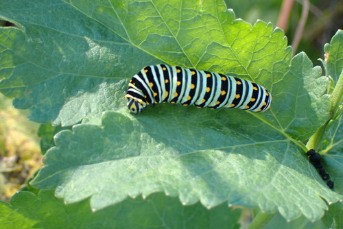 Eastern Black Swallowtail