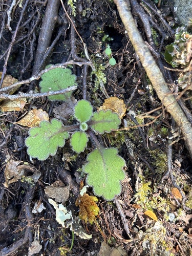 Lagenophora pinnatifida, 2026-10-25