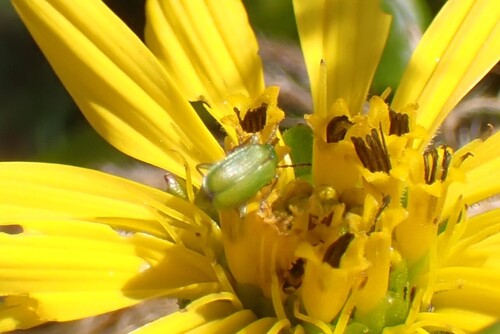 Diabrotica barberi