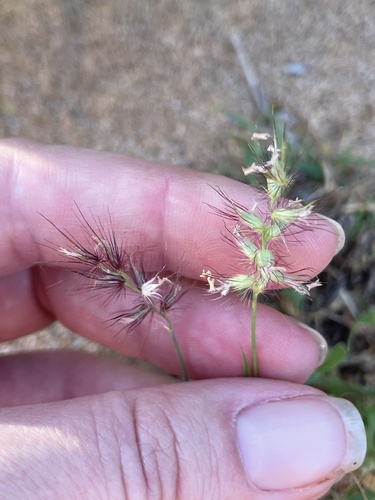 Cenchrus ciliaris observed 2026-10-25
