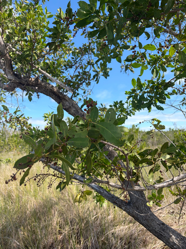 Terminalia observed 2026-10-25