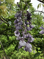 Wisteria
