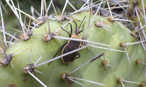 Cactus Coreid Bug