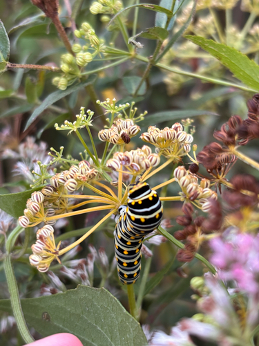 Eastern Black Swallowtail