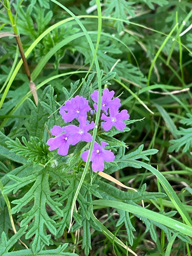 Dakota mock vervain