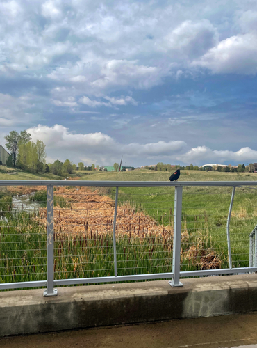 Red-winged Blackbird