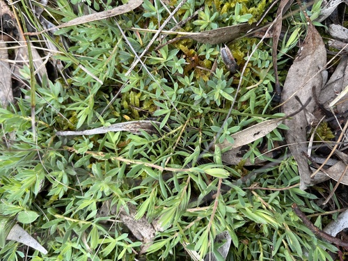 Styphelia humifusa observed 2026-10-26