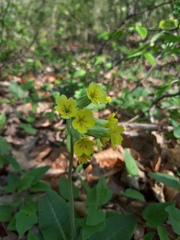 Primula veris