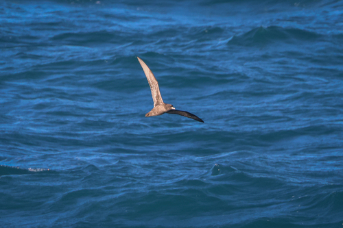 Puffinus carneipes observed 2026-10-25