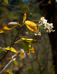 Amelanchier × intermedia