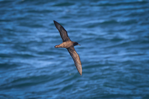 Puffinus carneipes observed 2026-10-25