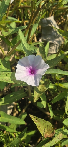 Ipomoea aquatica observed 2026-10-26