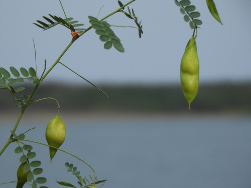 Sesbania observed 2026-10-25