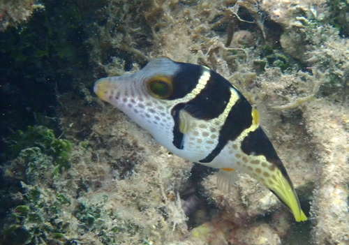 Canthigaster valentini observed 2026-10-26