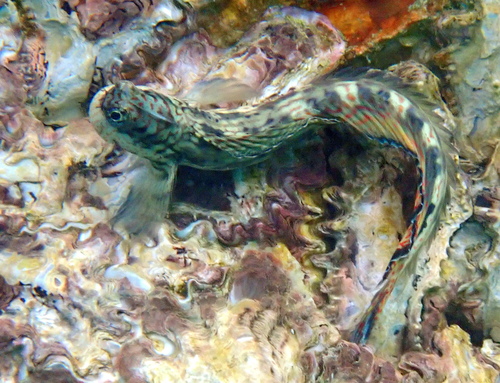 Istiblennius dussumieri observed 2026-10-26