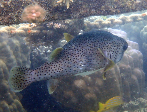 Diodon hystrix observed 2026-10-26
