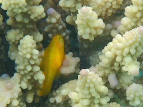 Gobiodon okinawae observed 2026-10-26
