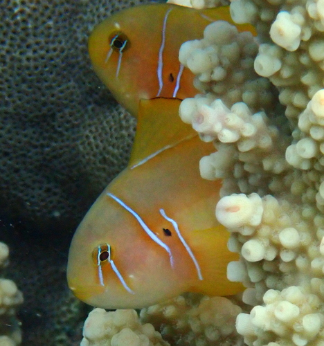 Gobiodon observed 2026-10-26