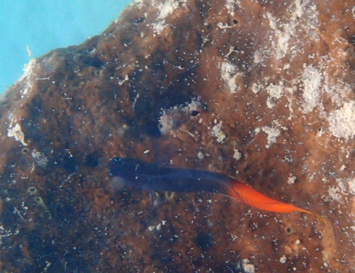Ecsenius bicolor observed 2026-10-26