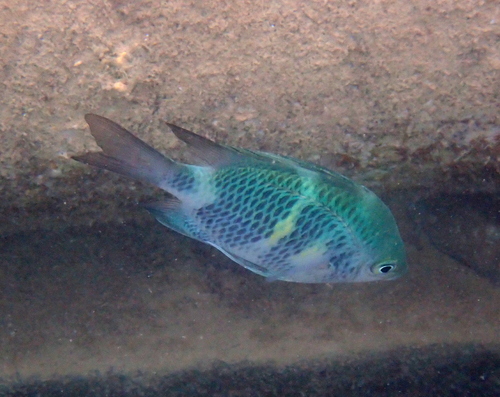 Amblyglyphidodon observed 2026-10-26