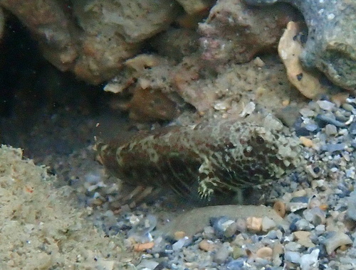 Cryptocentrus strigilliceps observed 2026-10-26