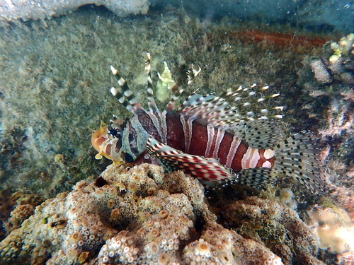 Pterois observed 2026-10-26