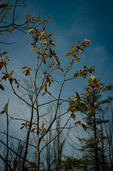 Amelanchier × intermedia