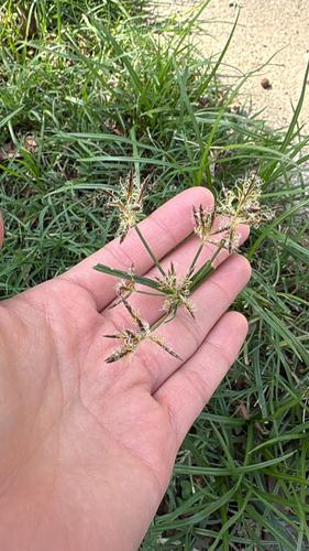 Cyperus rotundus observed 2026-10-24