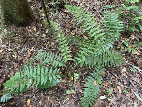 Asplenium marinum, 2026-10-26